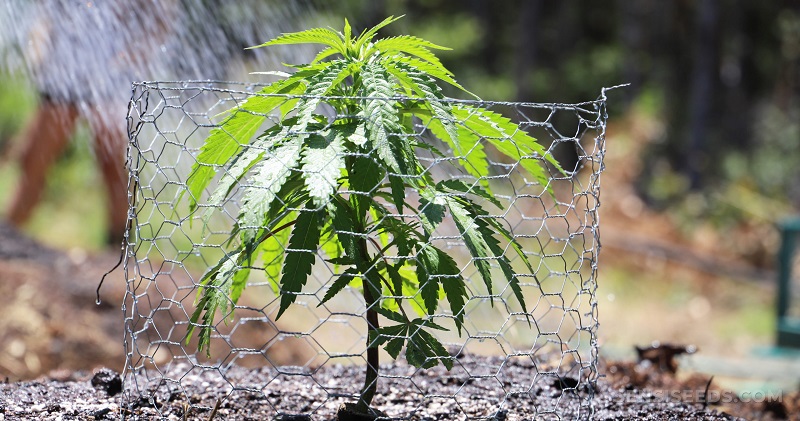 Top 6 American Seeds Cannabis Strains