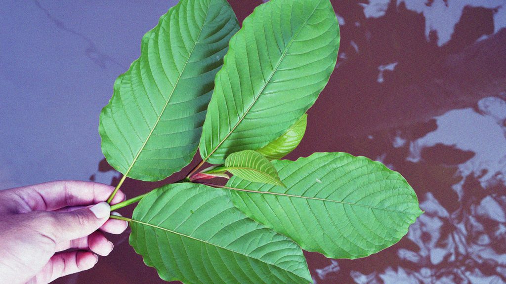 Types of kratom and its effect