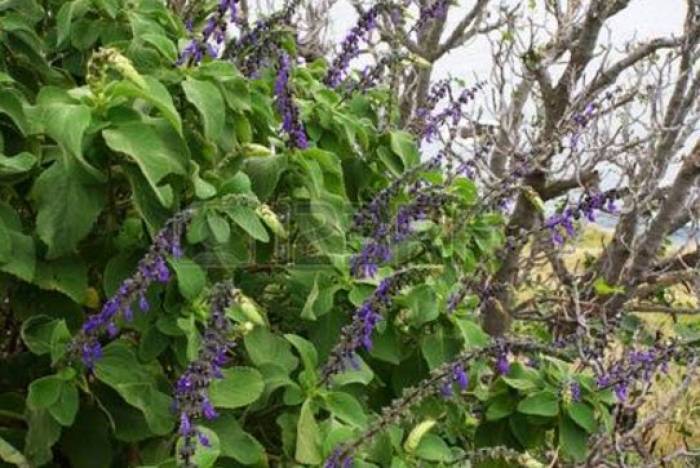 Salvia Divinorum Buy Guide